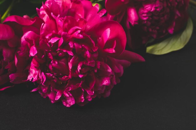 Photo red pink flowers peonies on dark background top view copy space