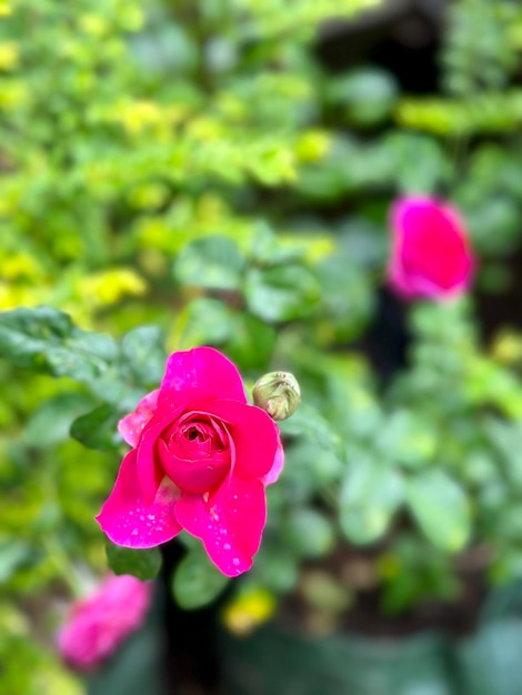 緑の葉と赤いピンクのバラの花