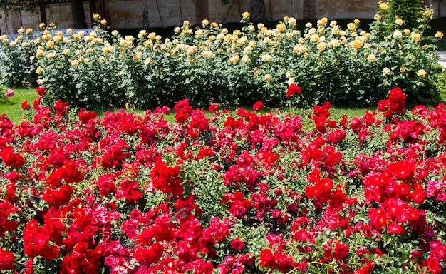 Red and pink roses in a botanical park on display