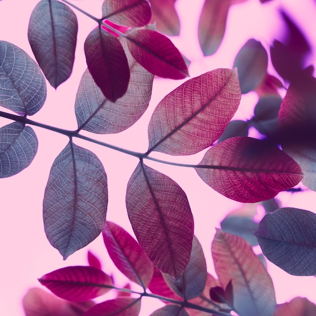 red and pink tree leaves in the nature in autumn season