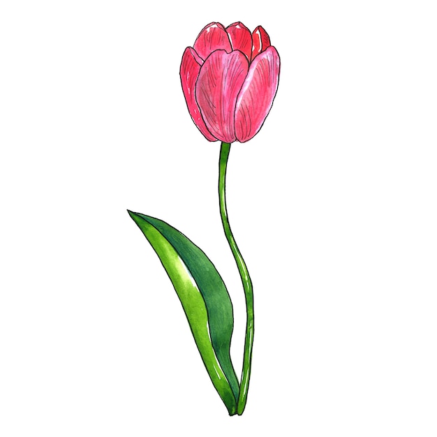 Photo red pink tulip with leaf. hand drawn watercolor and ink illustration. isolated.