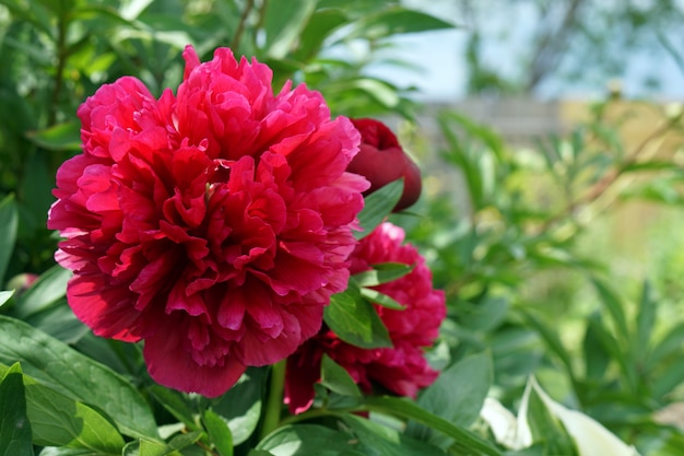 Brunch di fioritura dei fiori del pione rosso in giardino