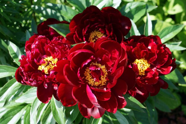 Red pion  blooming  flowers brunch   in garden