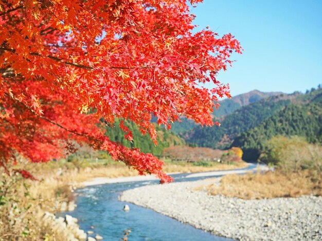 Photo red plant by trees during autumn