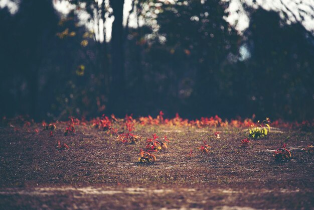 Red plant, flower and leaf, forest landscape