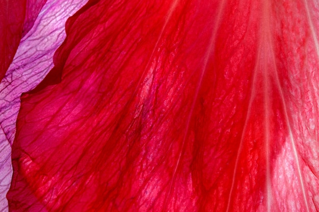 Red plant natural background of hibiscus flower petals Syrian rose close-up macro photography