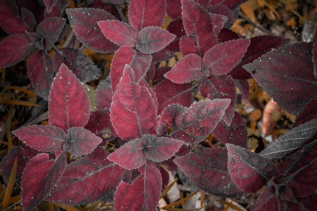 Photo a red plant with ice on it and the snow on it