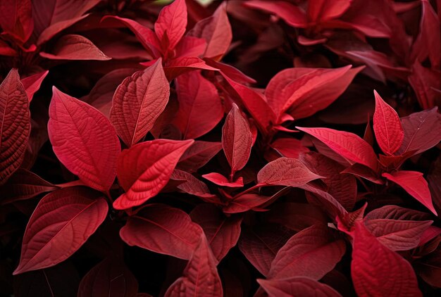 a red plant with many colored leaves in spring in the style of dark bronze and
