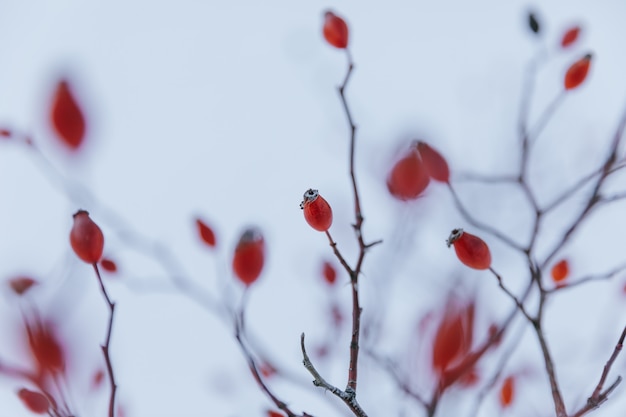 Red plant