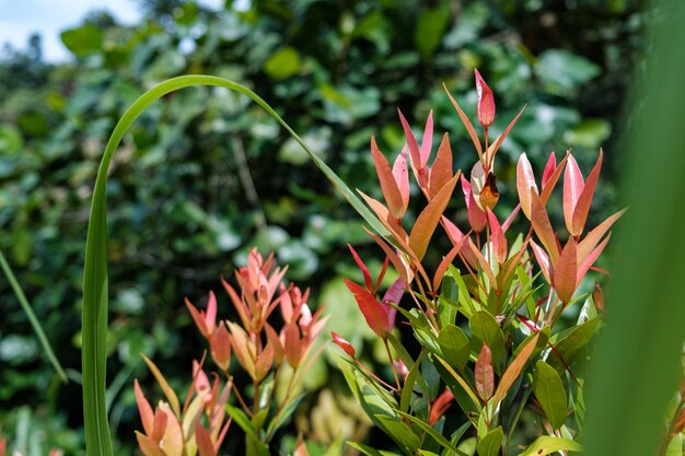 Red Plants Amidst Green Foliage