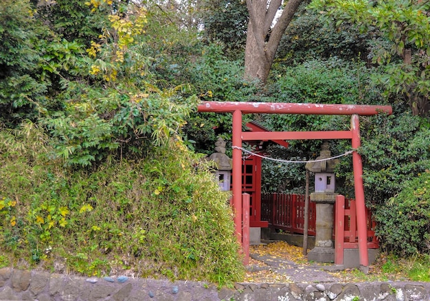 写真 公園の赤い植物と木