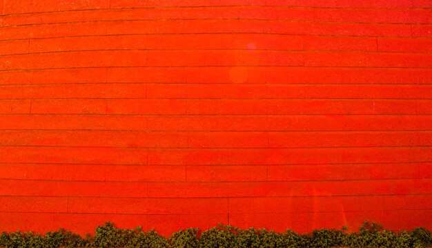 Foto piante rosse che crescono sul campo contro una parete arancione