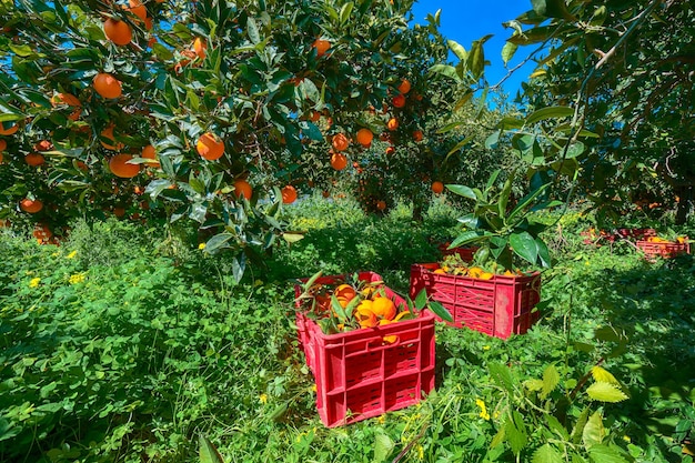 Red plastic fruit boxes full of oranges by orange trees during harvest season in Sicily