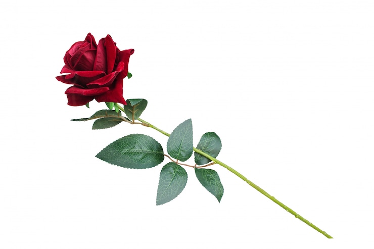 Photo red plastic rose on white.