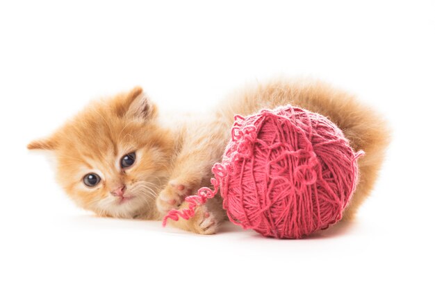 毛糸の紫色のボールを持つ赤い遊び心のある子猫は、白の上に横たわっています