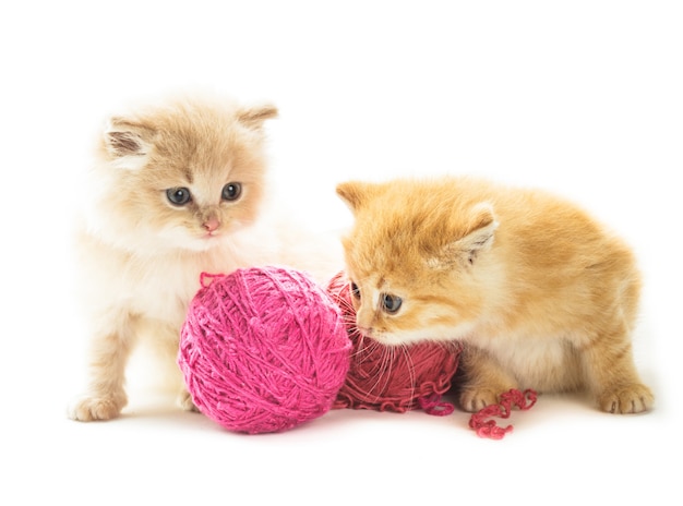 Red playful kittens with balls of yarn, is lying on white