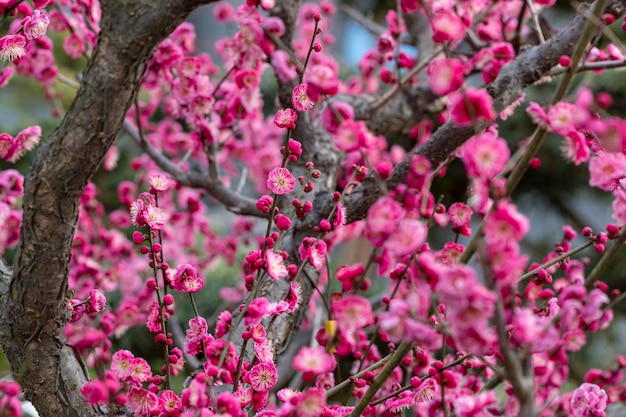 The red plum blossom to open