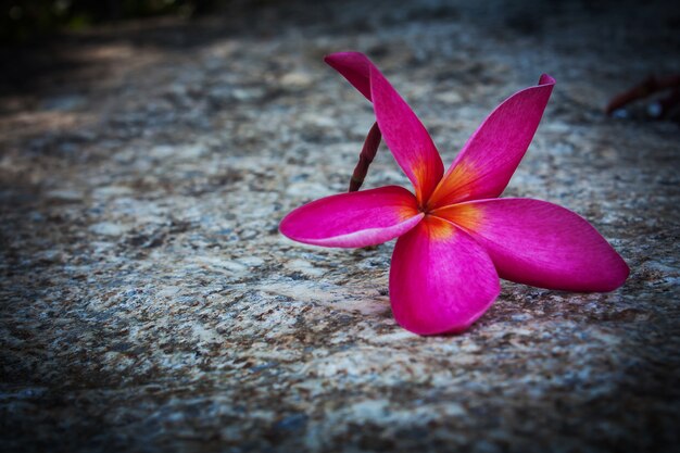 Foto plumeria rossa sul pavimento