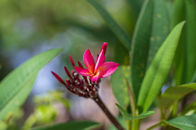 赤いプルメリアの花が木に咲いていますザンジバル島の日陰の美しい庭に植えられたタンザニアアフリカのクローズアップ