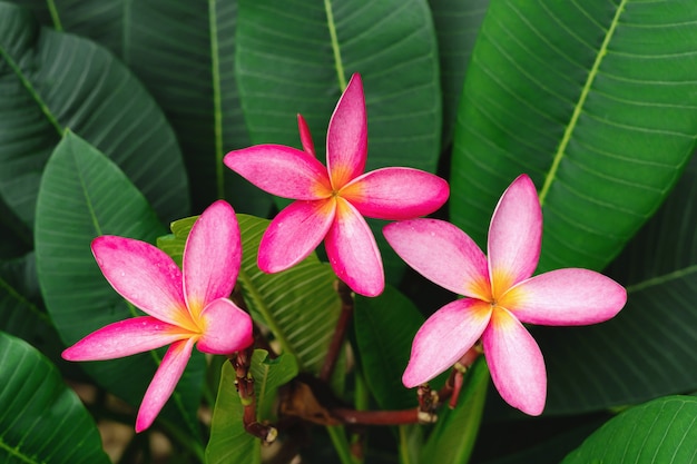 Red plumeria flower on green leaf