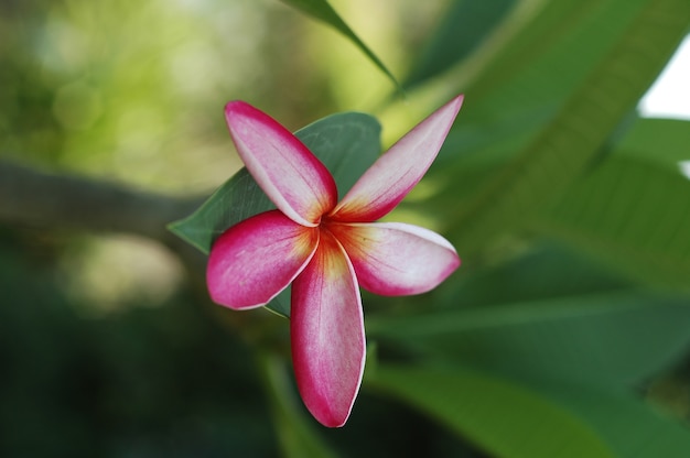 붉은 plumeria 꽃