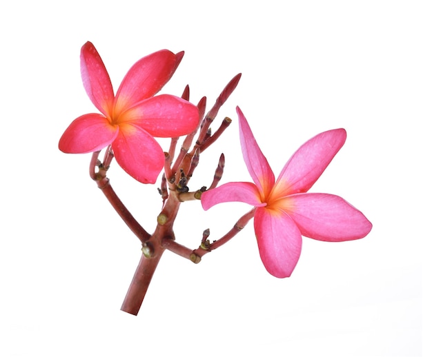 고립 된 레드 Plumeria 꽃