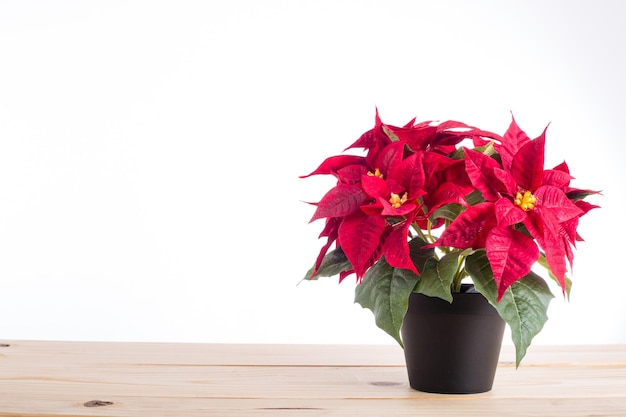 Red poinsettia christmas plant with isolated white background.