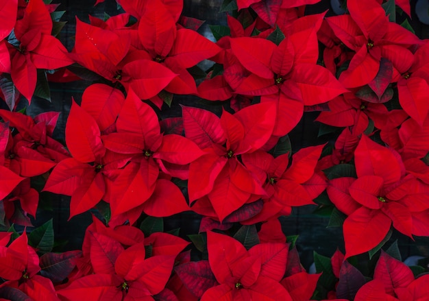 照片红色一品红花,也被称为圣诞星或巴塞洛缪星。