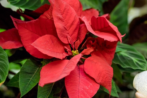 Foto fiore rosso stella di natale. euphorbia pulcherrima, nochebuena. stella di natale fiore di natale.