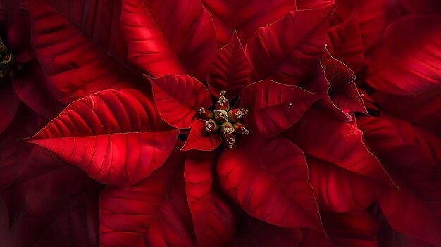 Photo red poinsettia flower euphorbia pulcherrima or nochebuena christmas star flower clos generative ai