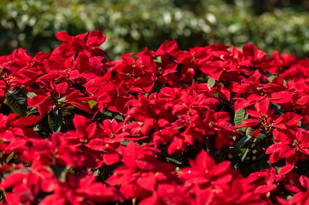 赤いポインセチアの花または庭の赤いクリスマスのEuphorbia Pulcherrimaon。