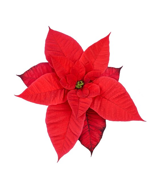 Foto il fiore rosso della pianta poinsettia isolato su sfondo bianco