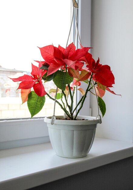 Red poinsettia plant on the windowsill next to the window