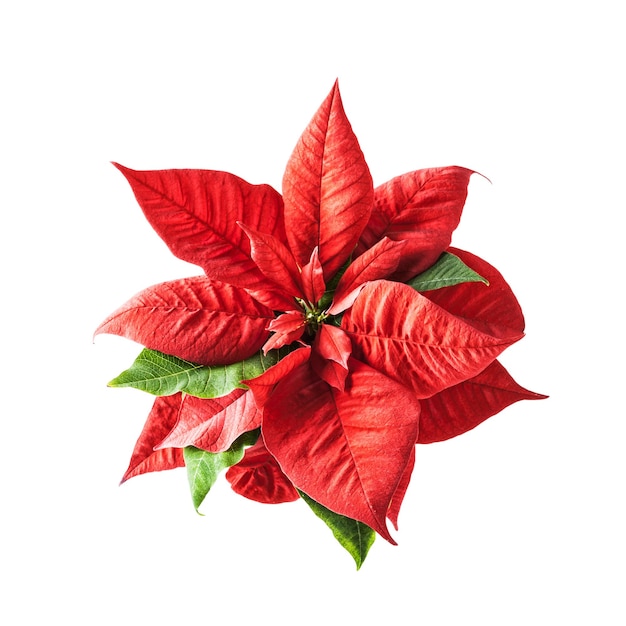 Red poinsettia