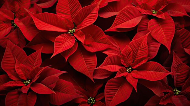 Premium AI Image  Red poinsettias renowned for their holiday significance Festive excellence 