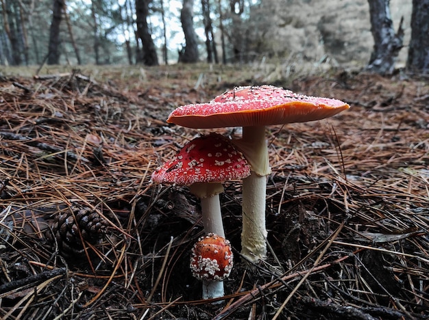 Red poisonous mushroom fly agaric in natural environment in pine forest