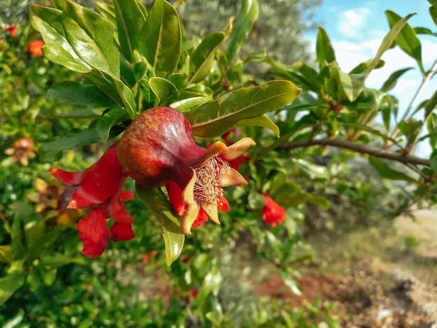 写真 木の上で半熟した赤いザクロの花