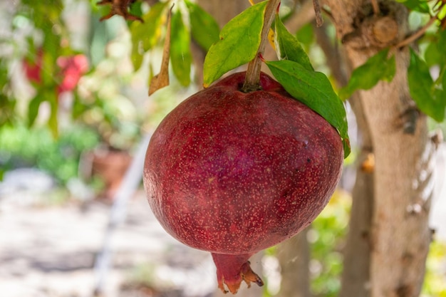 Red pomegranates on the tree isolated