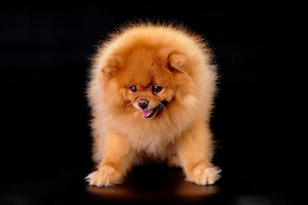 Red Pomeranian dog closeup isolated on black background