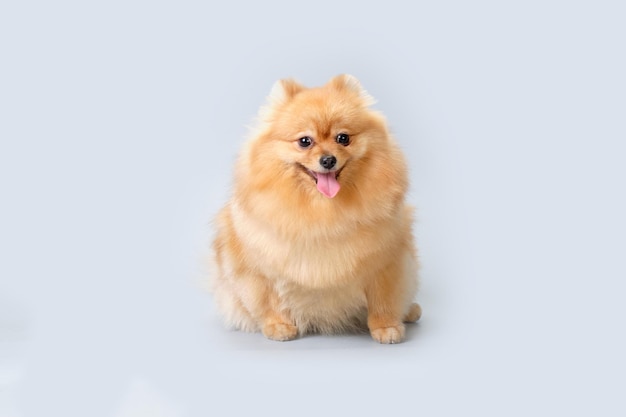 Red Pomeranian dog sits after visiting a groomer on a light background.