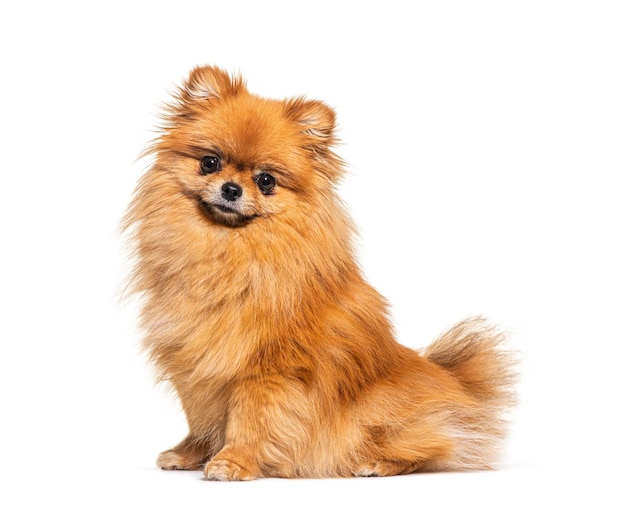 Red Pomeranian dog sitting in front isolated on white