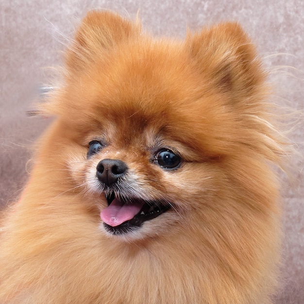 Red Pomeranian, portrait. On a beautiful vintage. With his mouth open, he looks lovingly into the distance.