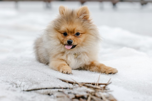 Red Pomeranian puppy dog breed outdoors in winter