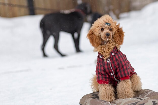 Red poodle in training in the winter