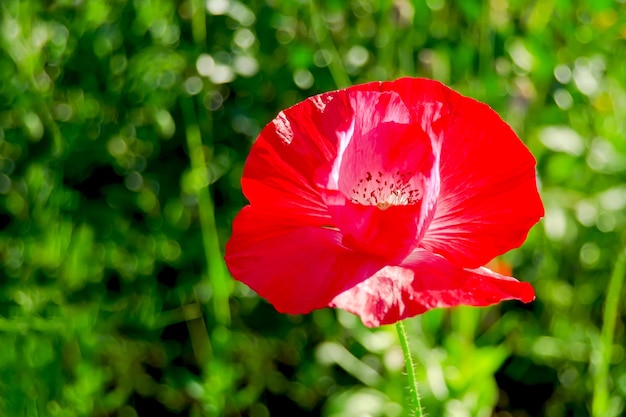 Red poppies on a background of green grass