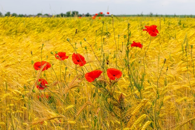 Pappi rossi sullo sfondo di un campo di grano giallo