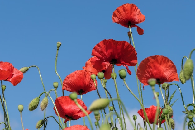 Red poppies bloom beautifully against the blue sky on a sunny summer day close-up