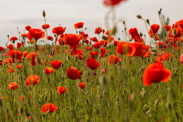 Photo red poppies blooming on field