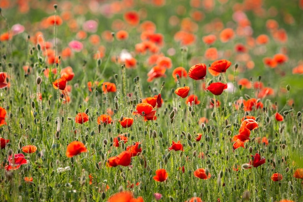 Photo red poppies blooming on field