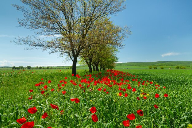 Red poppies blooming on a green field